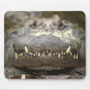 American alligator mouse pad