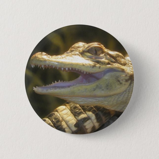 American Alligator Mouth Open 2 Inch Round Button (Front)