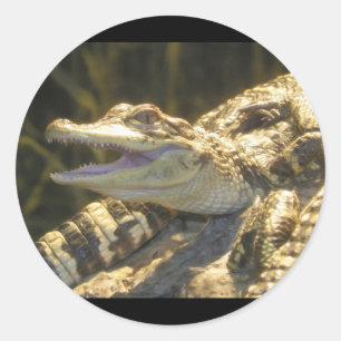 American Alligator Mouth Open Classic Round Sticker