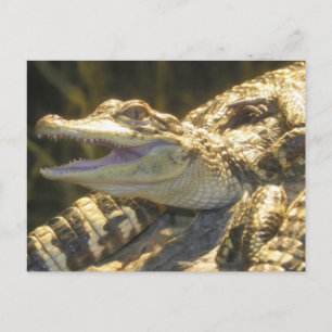 American Alligator Mouth Open Postcard