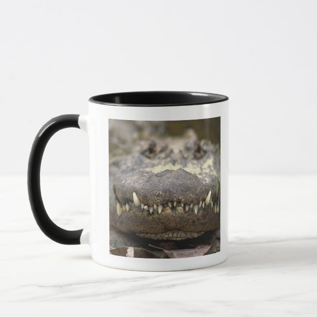 American alligator mug (Left)