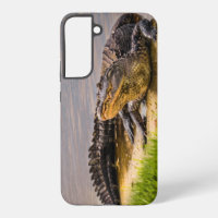 American Alligator photography