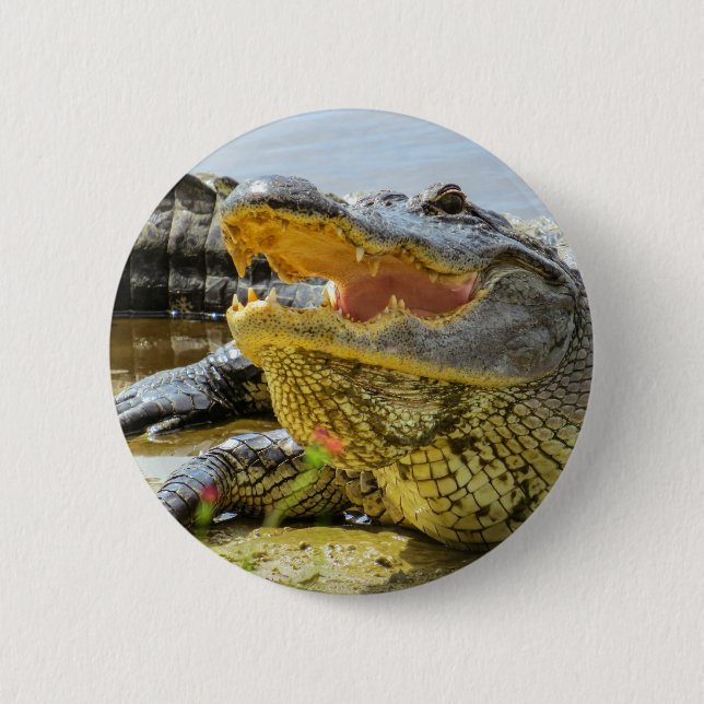 American alligator portrait - Face to face 2 Inch Round Button (Front)