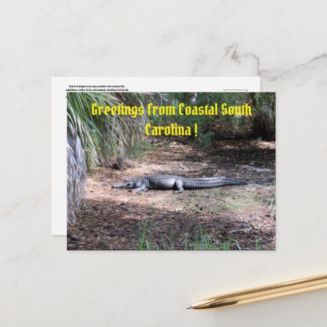 american alligator post card (Front/Back In Situ)