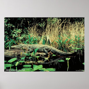 American Alligator Poster