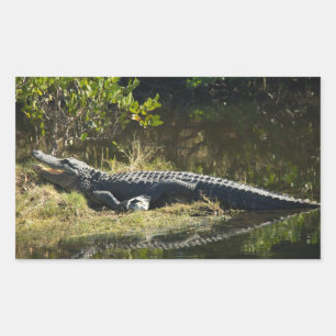 American Alligator Resting Along a Florida Wetland Sticker