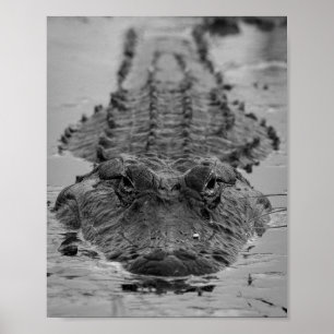 American Alligator Staring Down - Wildlife Photo Poster