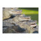 American Alligators Flat Greeting Card