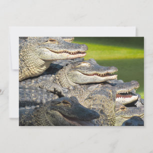 American Alligators Flat Greeting Card