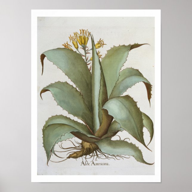 American Aloe: Aloe Americana, from the 'Hortus Ey Poster (Front)