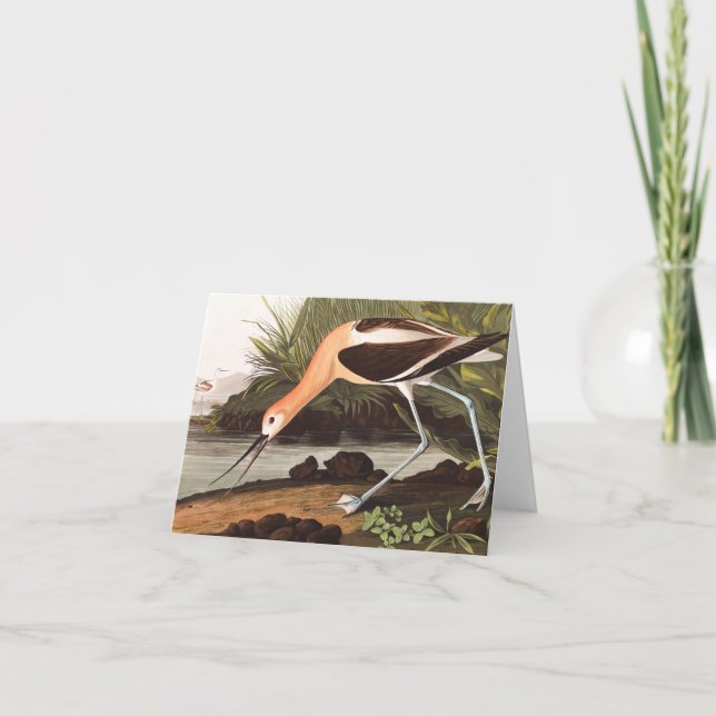 American Avocet by John James Audubon Thank You Card (Front)