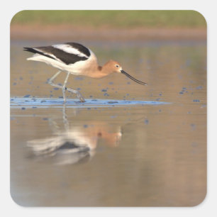 American Avocet in the pond Square Sticker