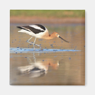 American Avocet in the ponds Magnet