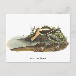 American Avocet, John James Audubon Postcard