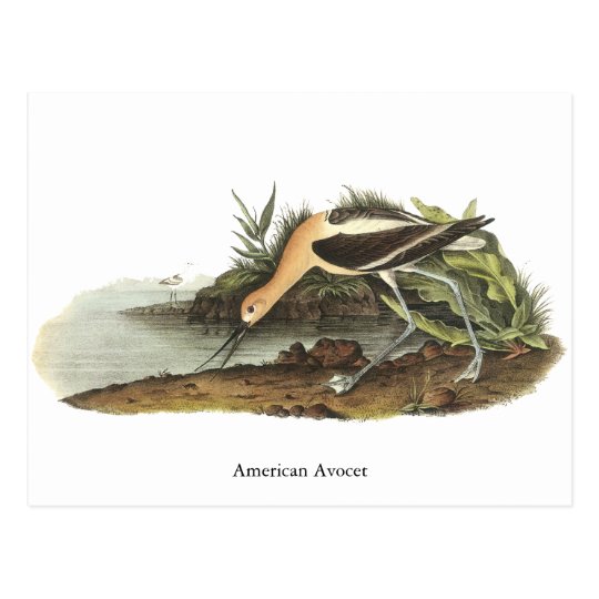 American Avocet, John James Audubon Postcard