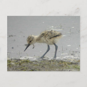 American Avocet Postcard