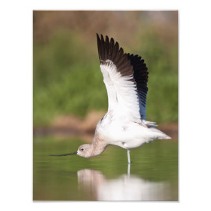 American Avocet stretch Photo Print