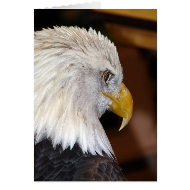 American Bald Eagle (Front)