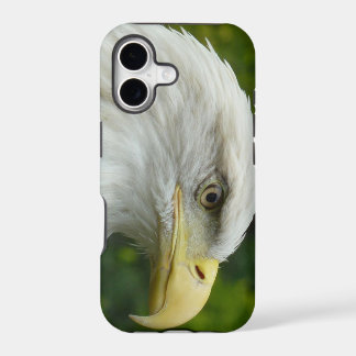 American Bald Eagle