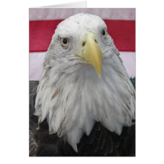 American Bald Eagle
