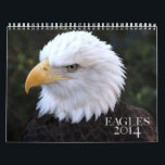 American Bald Eagle 2014 Calendar<br><div class="desc">American Bald Eagle 2014 Calendar Design by TO_photogirl http://www.zazzle.com/TO_photogirl All images used under a CC Attribution 2.0 license. Cover: Joel Olives January: USFWS February: Pen Waggener March: Amit Patel April: Amit Patel May: Brendan Lally June: Tambako the Jaguar July: Brendan Lally August: Liam Quinn September: Tambako the Jaguar October: Tambako...</div>