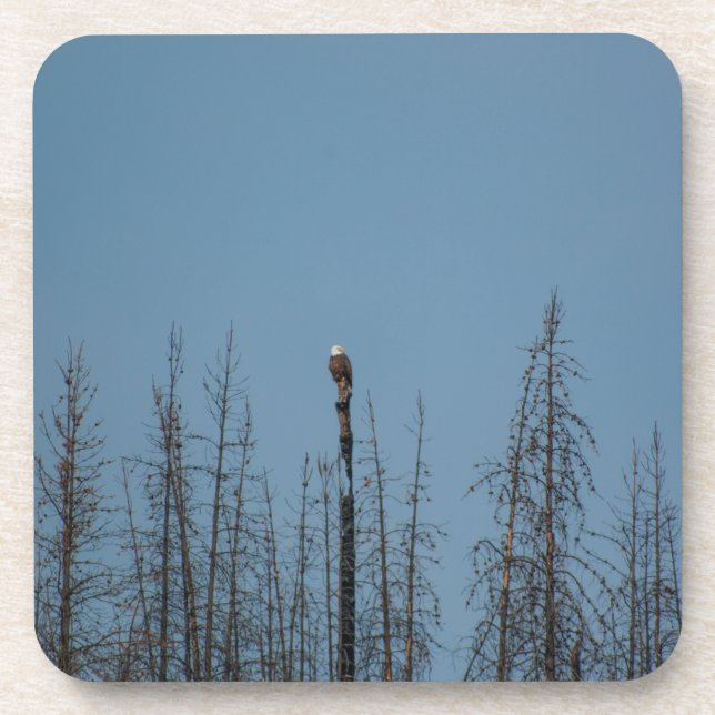 American Bald Eagle 8974 Coaster (Front)