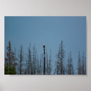 American Bald Eagle 8974 Poster