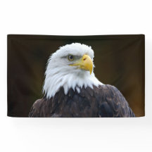 American Bald Eagle