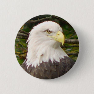 American Bald Eagle Button