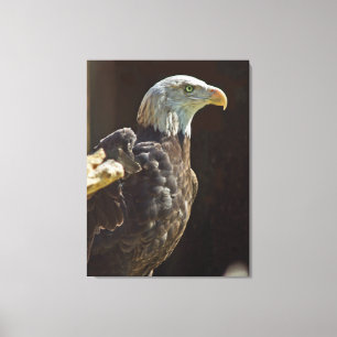 American Bald Eagle Canvas Print