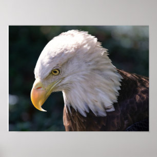 American Bald Eagle Close-Up Poster
