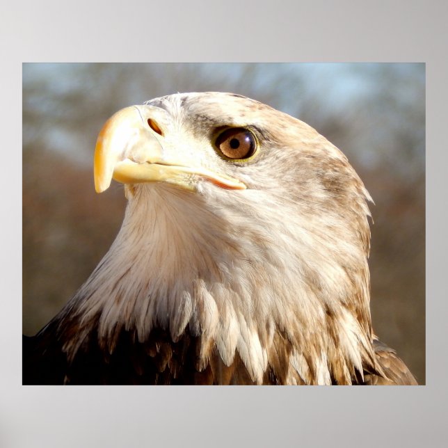 American Bald Eagle Closeup Poster (Front)