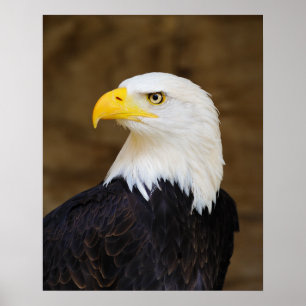 American Bald Eagle Haliaeetus Leucocephalus Poster