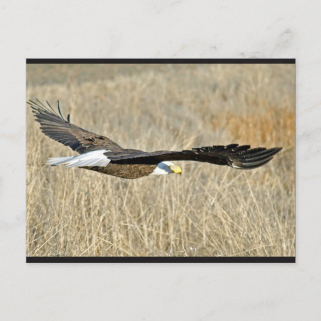 American Bald Eagle III Postcard (Front)