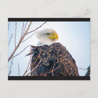 American Bald Eagle IV Postcard