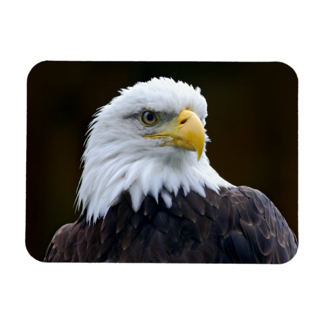 American Bald Eagle Magnet (Horizontal)