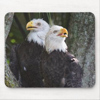 American Bald Eagle Mousepad