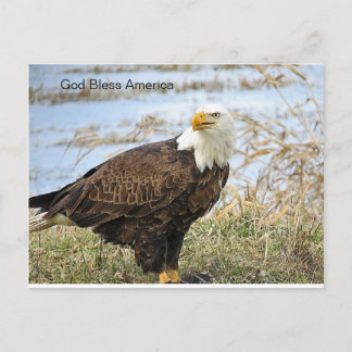 American Bald Eagle on a Postcard