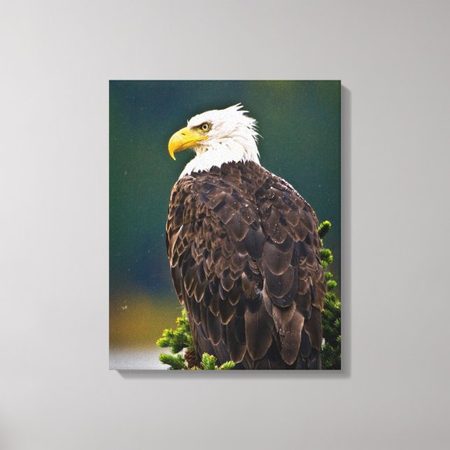 American Bald Eagle Perched Canvas Print (Front)