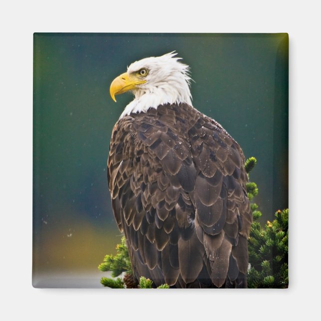 American Bald Eagle Perched Magnet (Front)