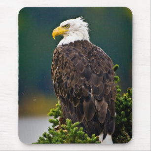 American Bald Eagle Perched Mouse Pad