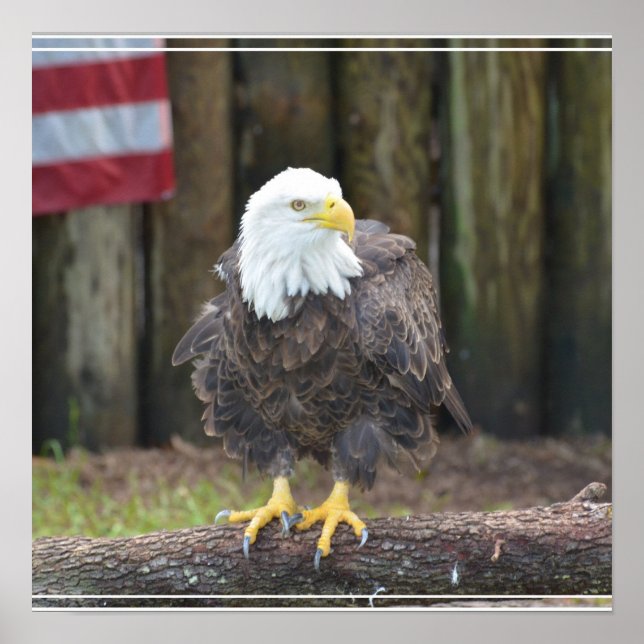 American Bald Eagle Perched on a Log Poster (Front)