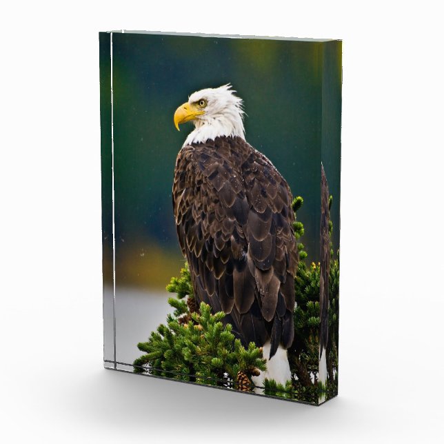 American Bald Eagle Perched Photo Block (Right)