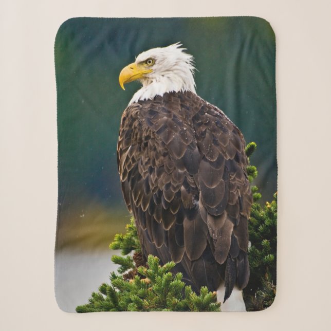 American Bald Eagle Perched Sherpa Blanket (Front)
