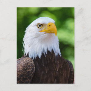 American Bald Eagle Photo Postcard