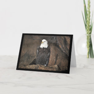 American Bald Eagle Portrait Card