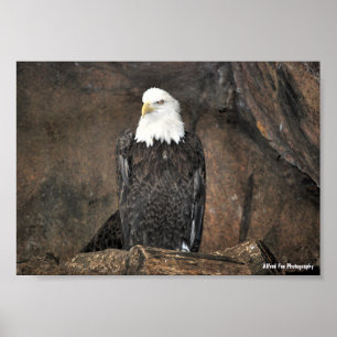 American Bald Eagle Portrait Poster
