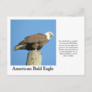 American Bald Eagle Postcard