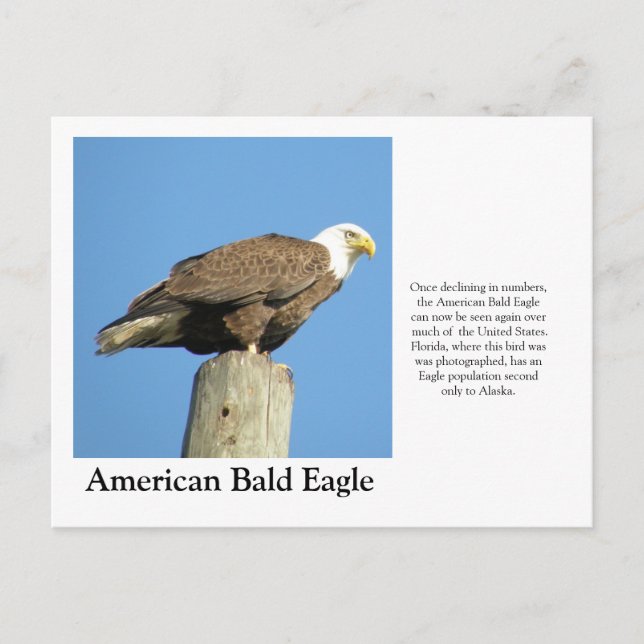 American Bald Eagle Postcard (Front)