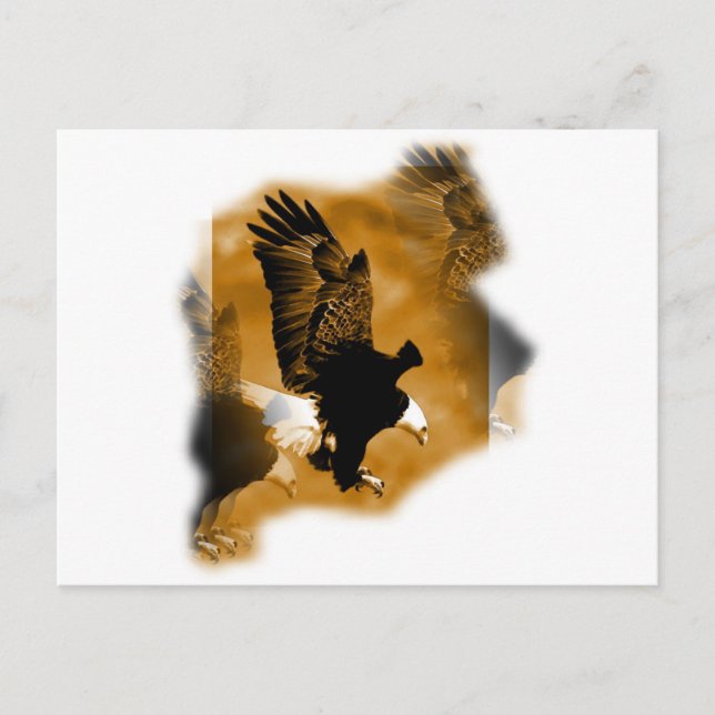 American Bald Eagle Postcard (Front)